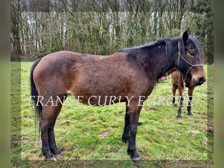 Curly horse Klacz 5 lat 146 cm Ciemnogniada in france