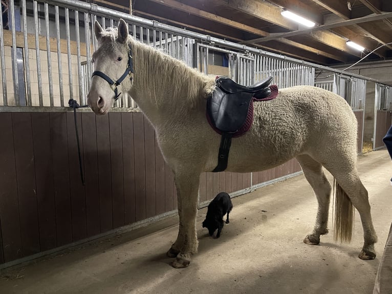Curly horse Klacz 5 lat 158 cm Sabino in Bennekom