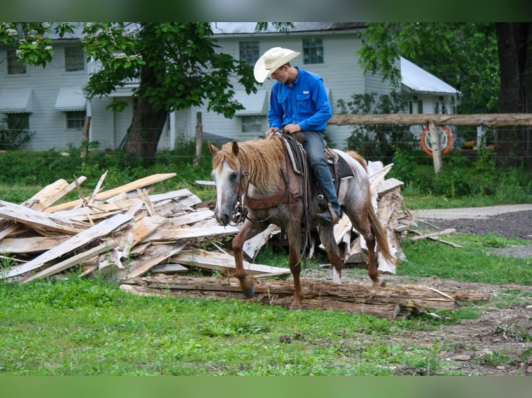 Curly horse Klacz 7 lat 152 cm Kasztanowata in Owensville