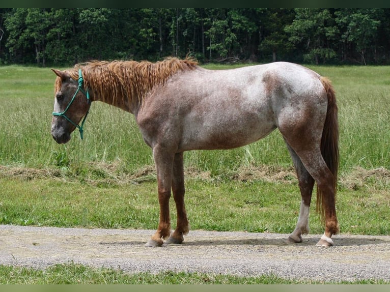 Curly horse Klacz 7 lat 152 cm Kasztanowatodereszowata in Owensville