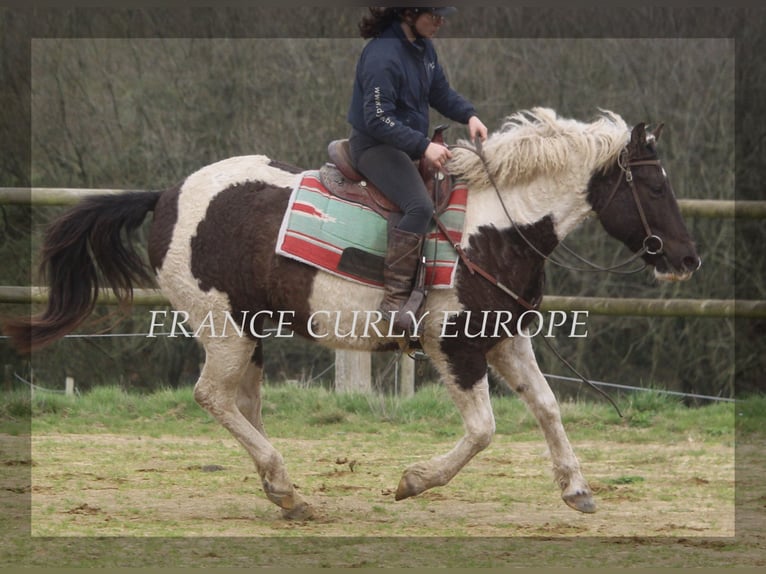 Curly horse Klacz 7 lat 155 cm Ciemnogniada in france