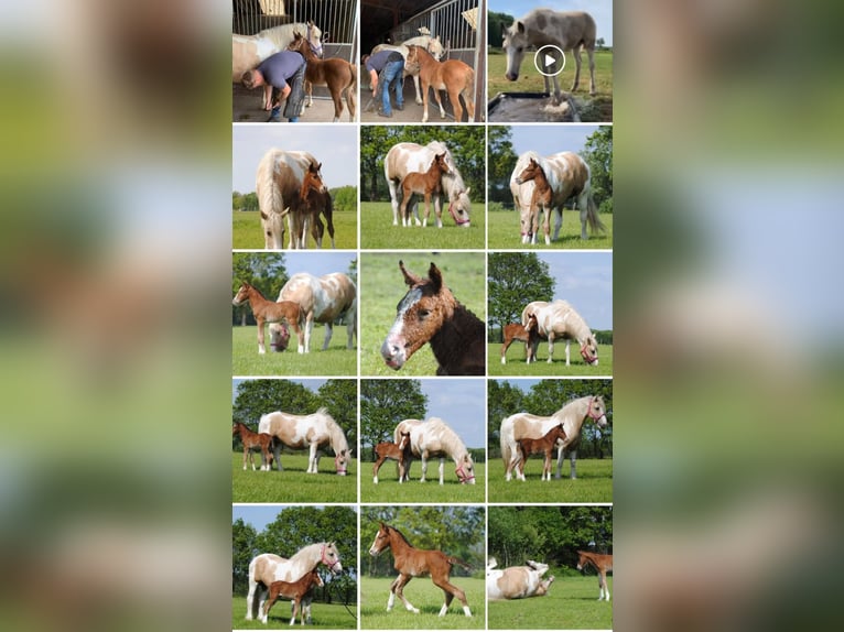 Curly horse Klacz 8 lat 148 cm Izabelowata in Ruinen