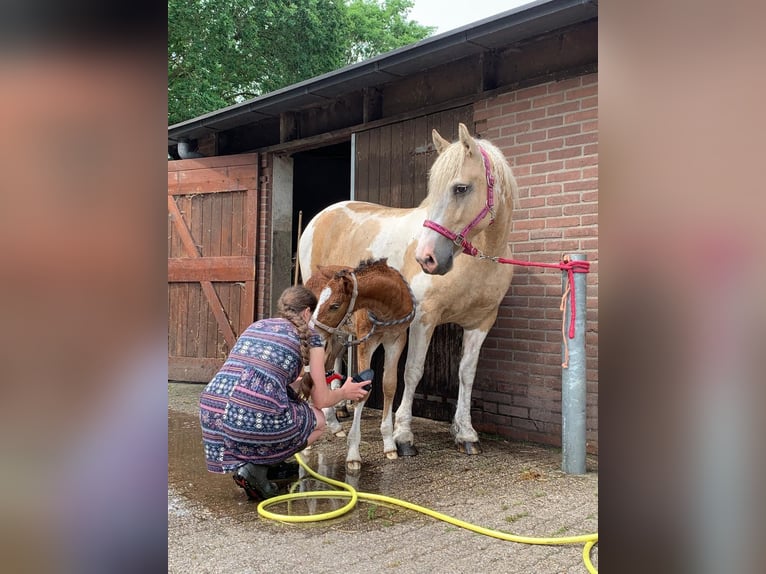 Curly horse Klacz 8 lat 148 cm Izabelowata in Ruinen