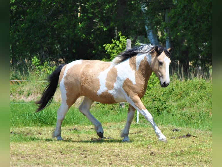 Curly horse Klacz 8 lat 158 cm Bułana in Ruinenruinen