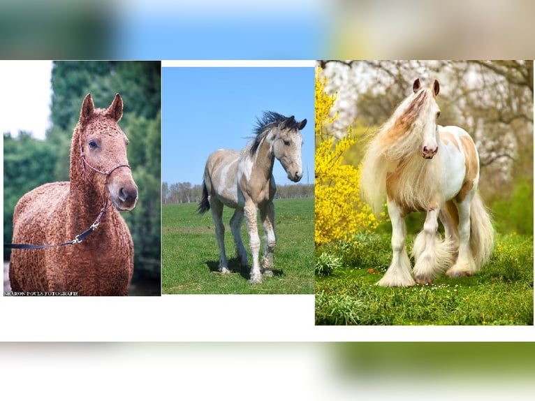 Curly horse Klacz 8 lat 158 cm Bułana in Ruinenruinen