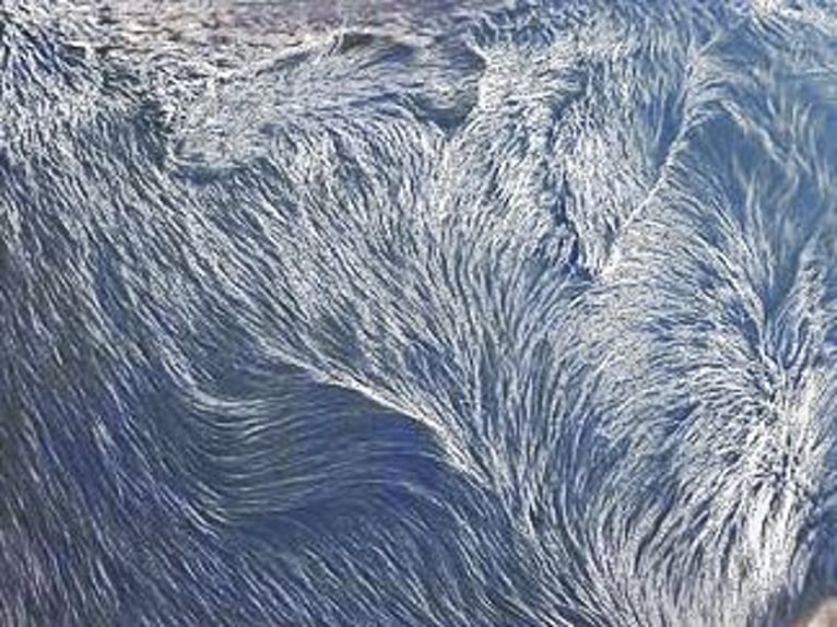 Curly horse Mix Klacz 9 lat 135 cm Bułana in Oranienburg