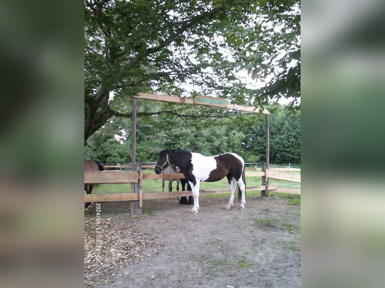 Curly horse Klacz 9 lat 154 cm Srokata in Sch&#xF6;neiche