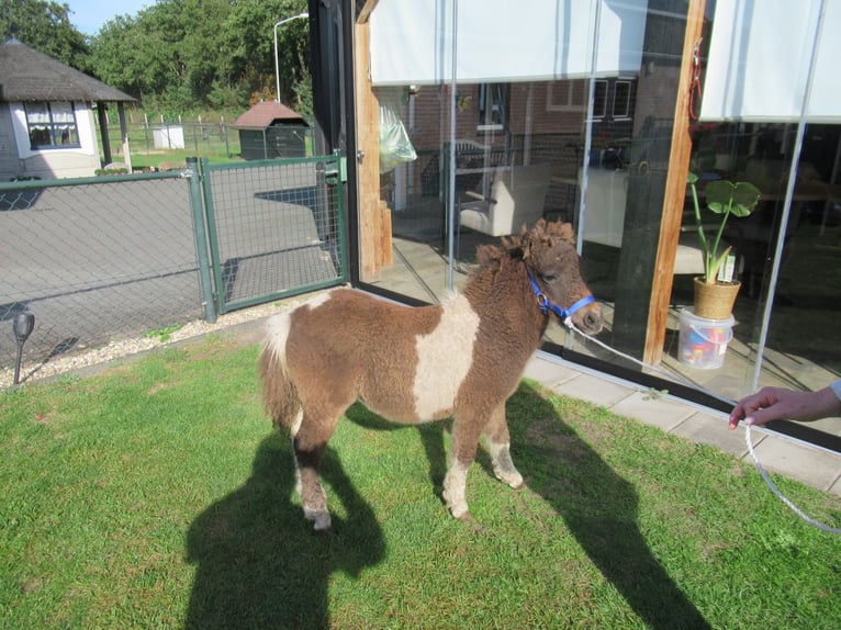 Curly horse Klacz Źrebak (05/2026)  in Neerkant
