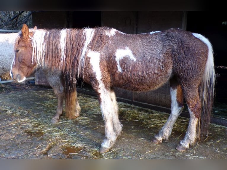 Curly horse Mare 13 years 14.2 hh Pinto in Arnbruck