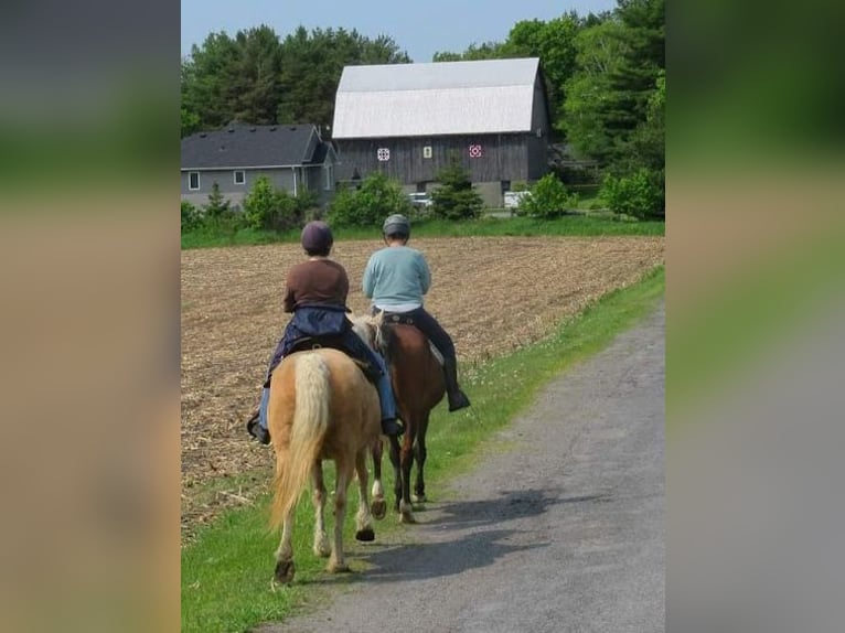 Curly horse Mare 15 years 15 hh Palomino in Frankford, ON