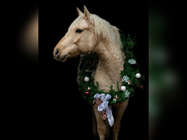 Curly horse Mare 15 years 15 hh Palomino in Frankford, ON