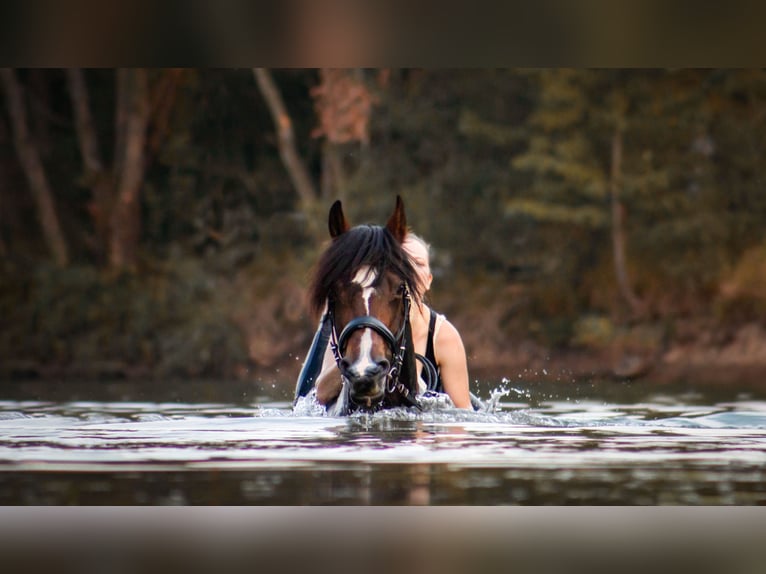 Curly horse Mare 18 years 15,3 hh Pinto in Schmelz