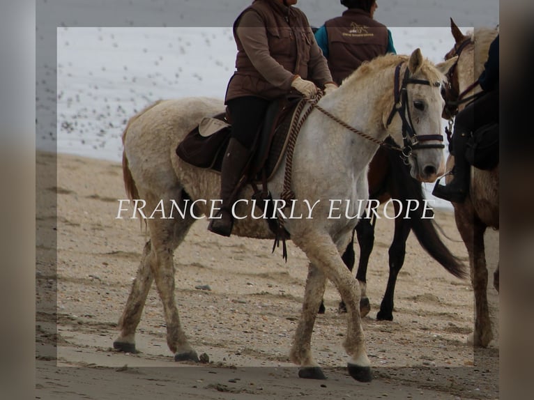 Curly horse Mare 19 years 15 hh Gray-Dapple in France