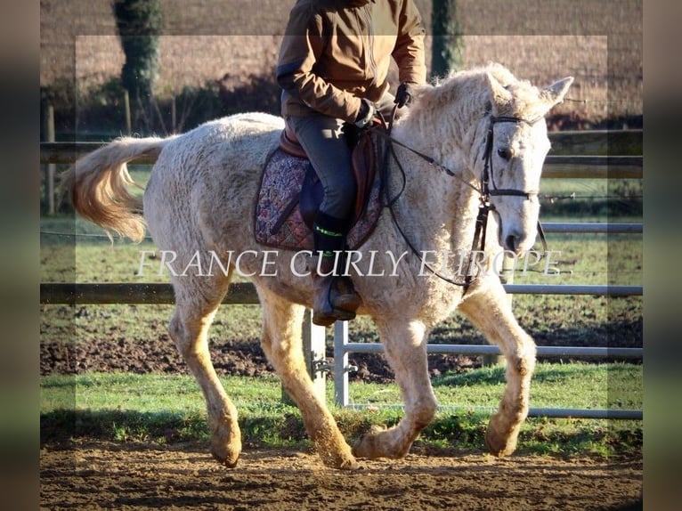 Curly horse Mare 19 years 15 hh Gray-Dapple in France
