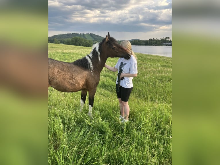 Curly horse Mare 1 year 12,2 hh Tobiano-all-colors in Muurame