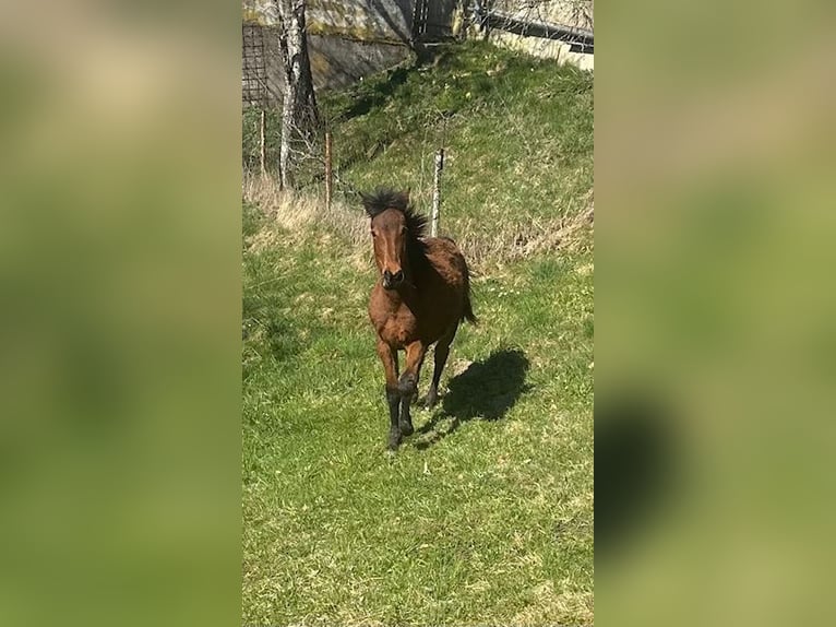 Curly horse Mare 1 year 15.1 hh Brown in Freyung