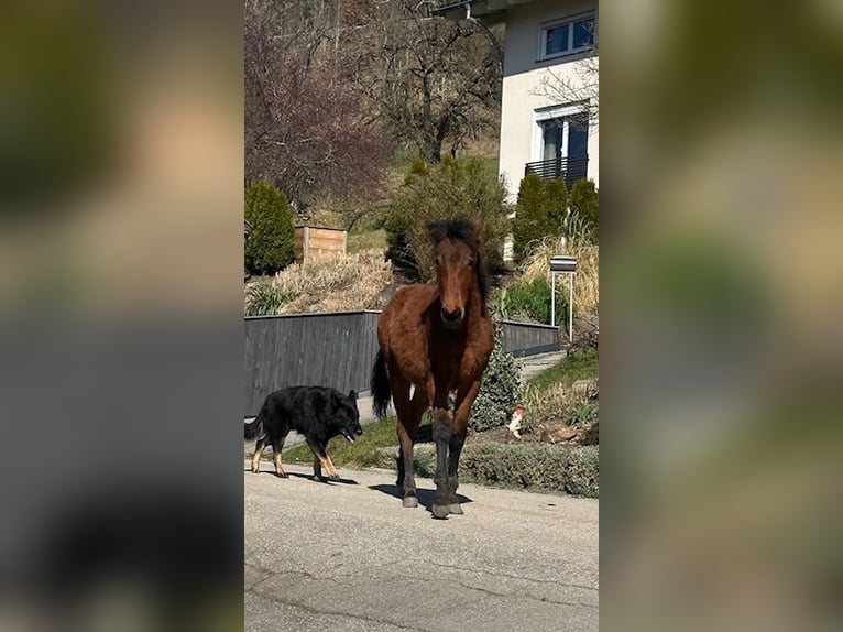 Curly horse Mare 1 year 15.1 hh Brown in Freyung