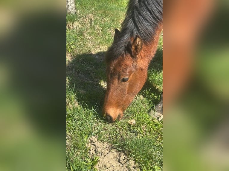 Curly horse Mare 1 year 15.1 hh Brown in Freyung