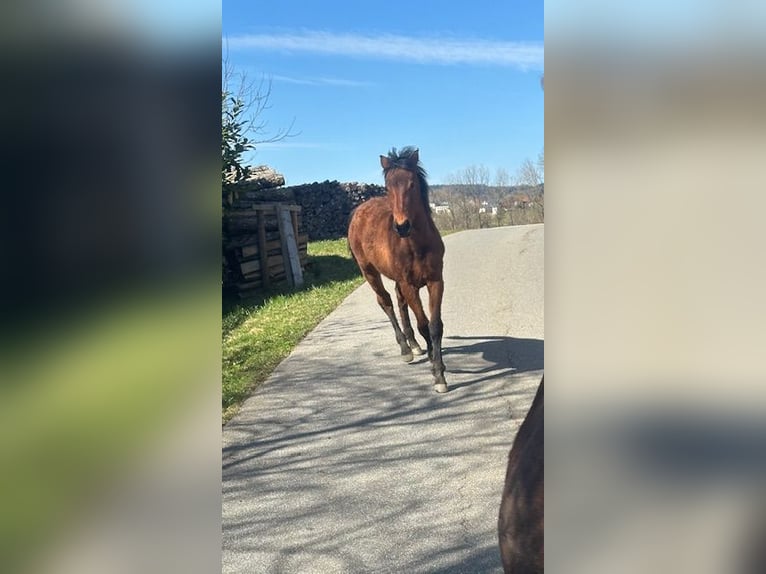 Curly horse Mare 1 year 15.1 hh Brown in Freyung