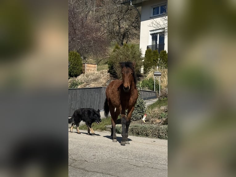 Curly horse Mare 1 year 15.1 hh Brown in FreyungFreyung