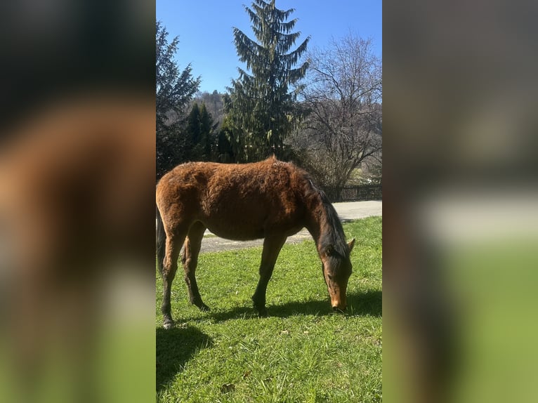 Curly horse Mare 1 year 15.1 hh Brown in FreyungFreyung