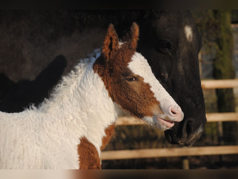 Curly horse Mare 1 year 15.1 hh Pinto in Ruinen