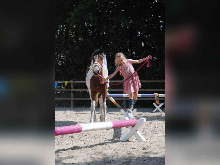 Curly horse Mare 1 year 15.1 hh Pinto in Ruinen