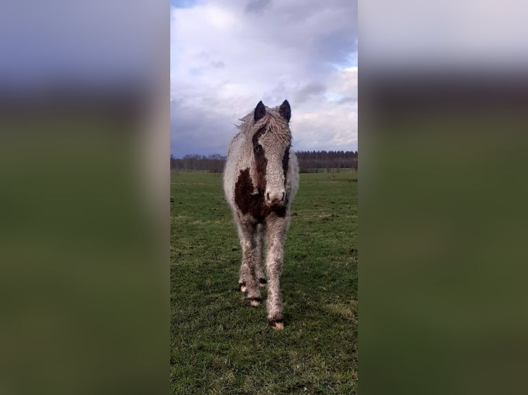 Curly horse Mare 1 year 15.1 hh Pinto in Ruinen