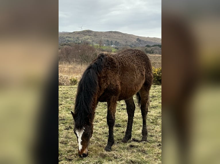 Curly horse Mare 1 year 15,2 hh Bay in GALWAY