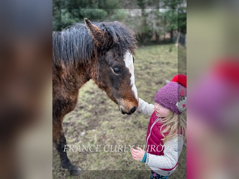 Curly horse Mare 1 year 15,2 hh Bay in GALWAY