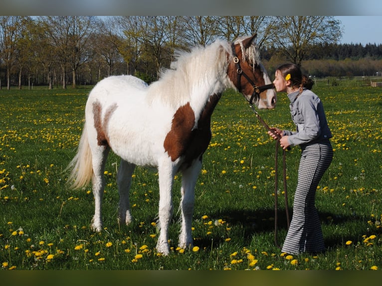 Curly horse Mare 1 year 15 hh Pinto in Ruinen