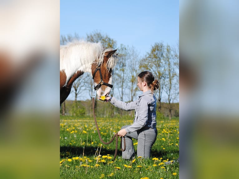 Curly horse Mare 1 year 15 hh Pinto in Ruinen
