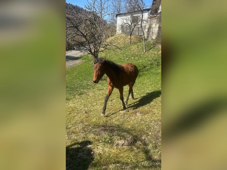 Curly horse Mare 1 year 15,1 hh Brown in Freyung