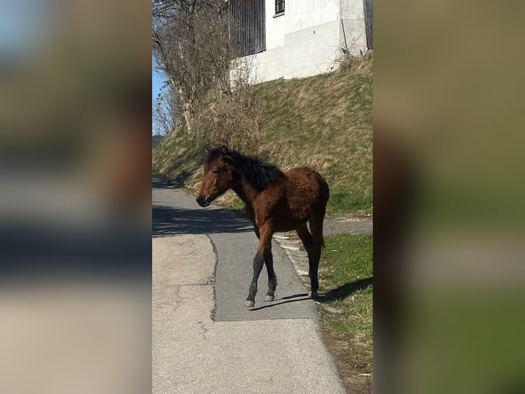 Curly horse Mare 1 year 15,1 hh Brown in Freyung