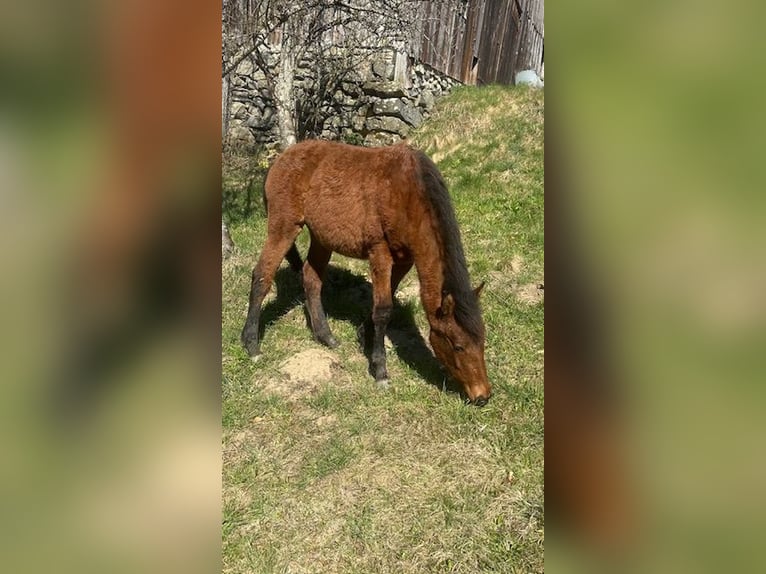 Curly horse Mare 1 year 15,1 hh Brown in Freyung