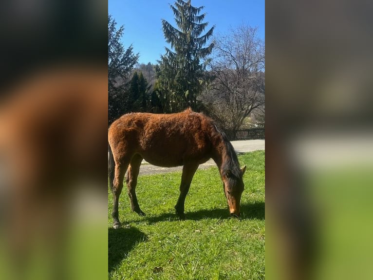 Curly horse Mare 1 year 15,1 hh Brown in Freyung