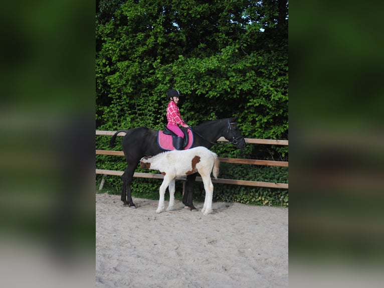 Curly horse Mare 1 year 15,1 hh in Ruinen