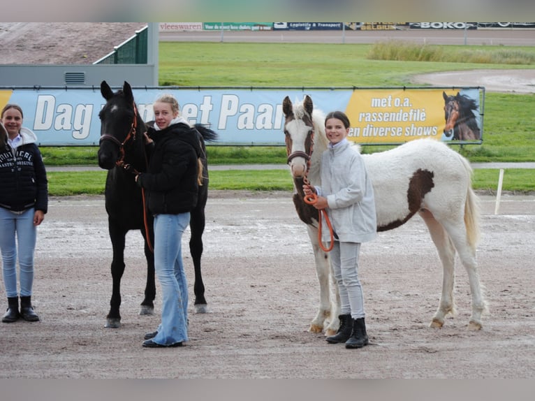 Curly horse Mare 1 year 15,1 hh Pinto in Ruinen