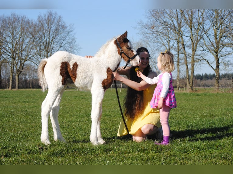 Curly horse Mare 1 year 15,1 hh Pinto in Ruinen