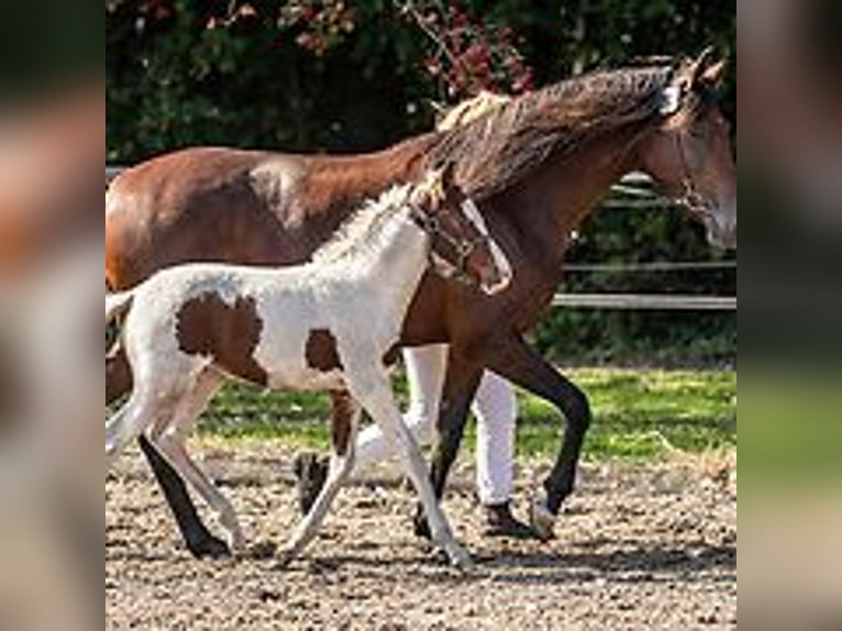 Curly horse Mare 1 year 15,1 hh Tovero-all-colors in Skærbæk