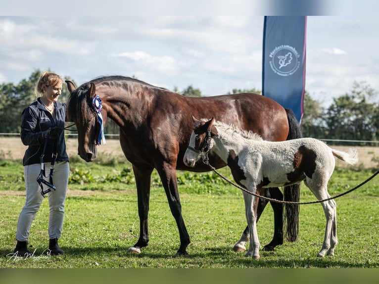 Curly horse Mare 1 year 15,1 hh Tovero-all-colors in Skærbæk