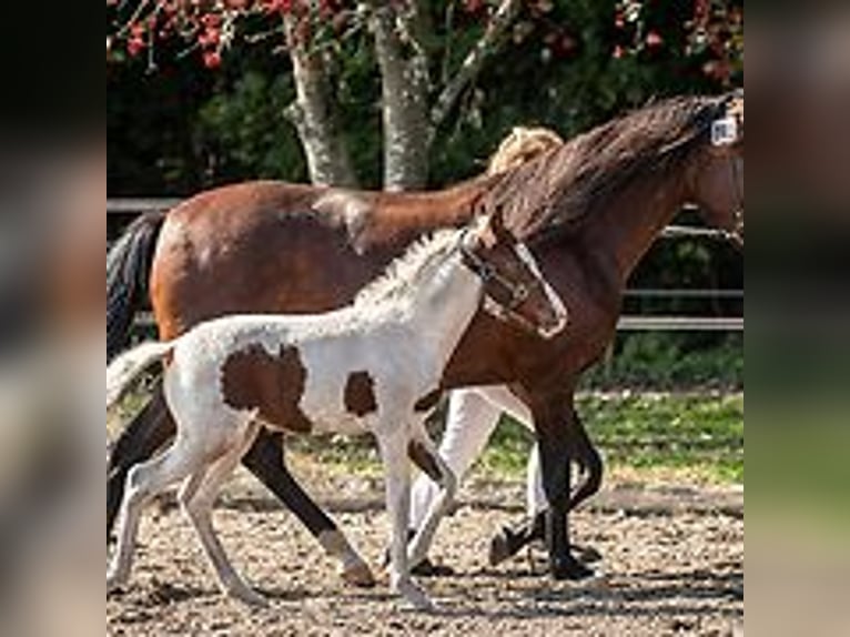 Curly horse Mare 1 year 15,1 hh Tovero-all-colors in Skærbæk