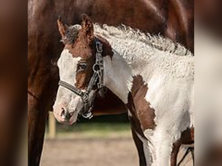 Curly horse Mare 1 year 15,1 hh Tovero-all-colors in Skærbæk