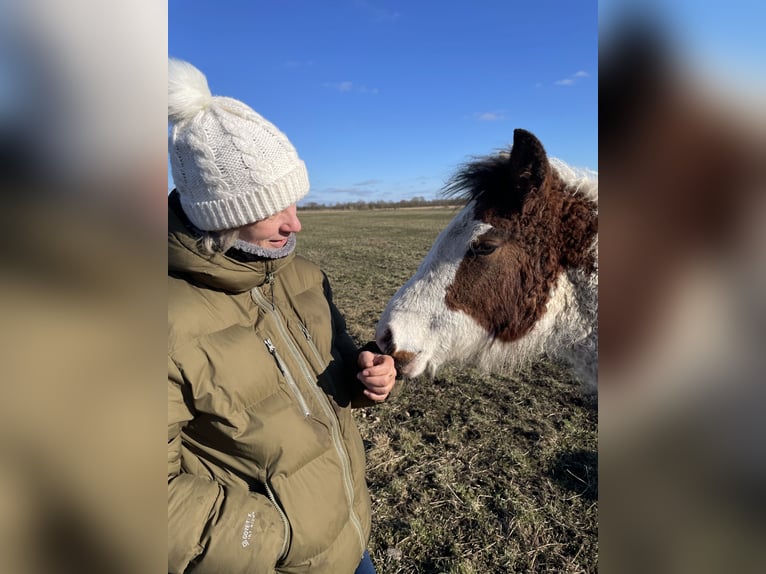 Curly horse Mare 1 year 15,1 hh Tovero-all-colors in Skærbæk