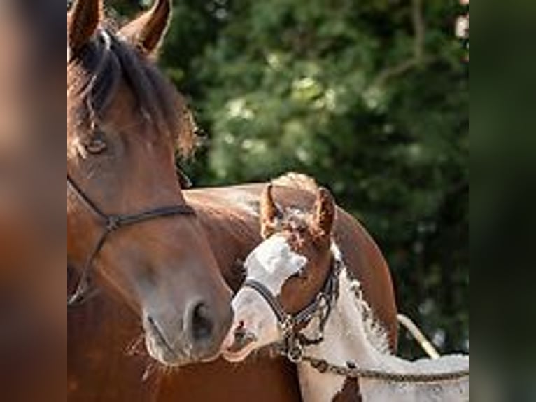 Curly horse Mare 1 year 15,1 hh Tovero-all-colors in Skærbæk