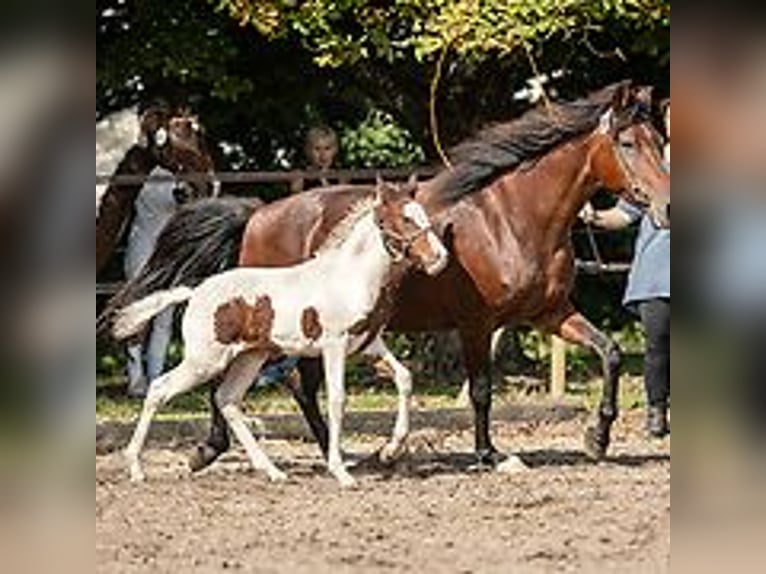 Curly horse Mare 1 year 15,1 hh Tovero-all-colors in Skærbæk