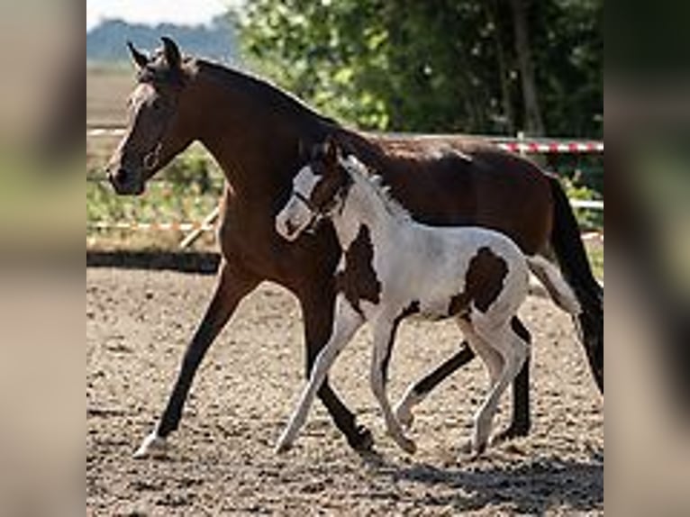 Curly horse Mare 1 year 15,1 hh Tovero-all-colors in Skærbæk