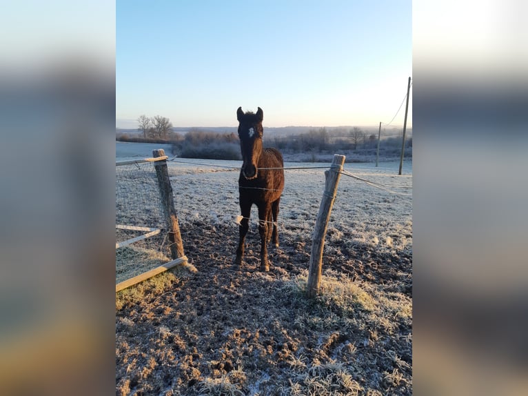 Curly horse Mare 1 year 16 hh Grey in Sainte-Croix