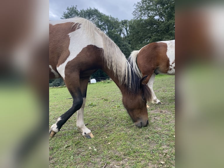 Curly horse Mare 2 years 12,1 hh Tobiano-all-colors in EnnepetalEnnepetal