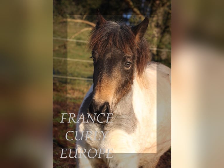 Curly horse Mare 2 years 12,2 hh Roan-Blue in france